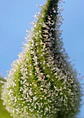 Bruce Banner Auto® -Sweet Seeds (X25/X5+2/X3+1) - Miniatura 2