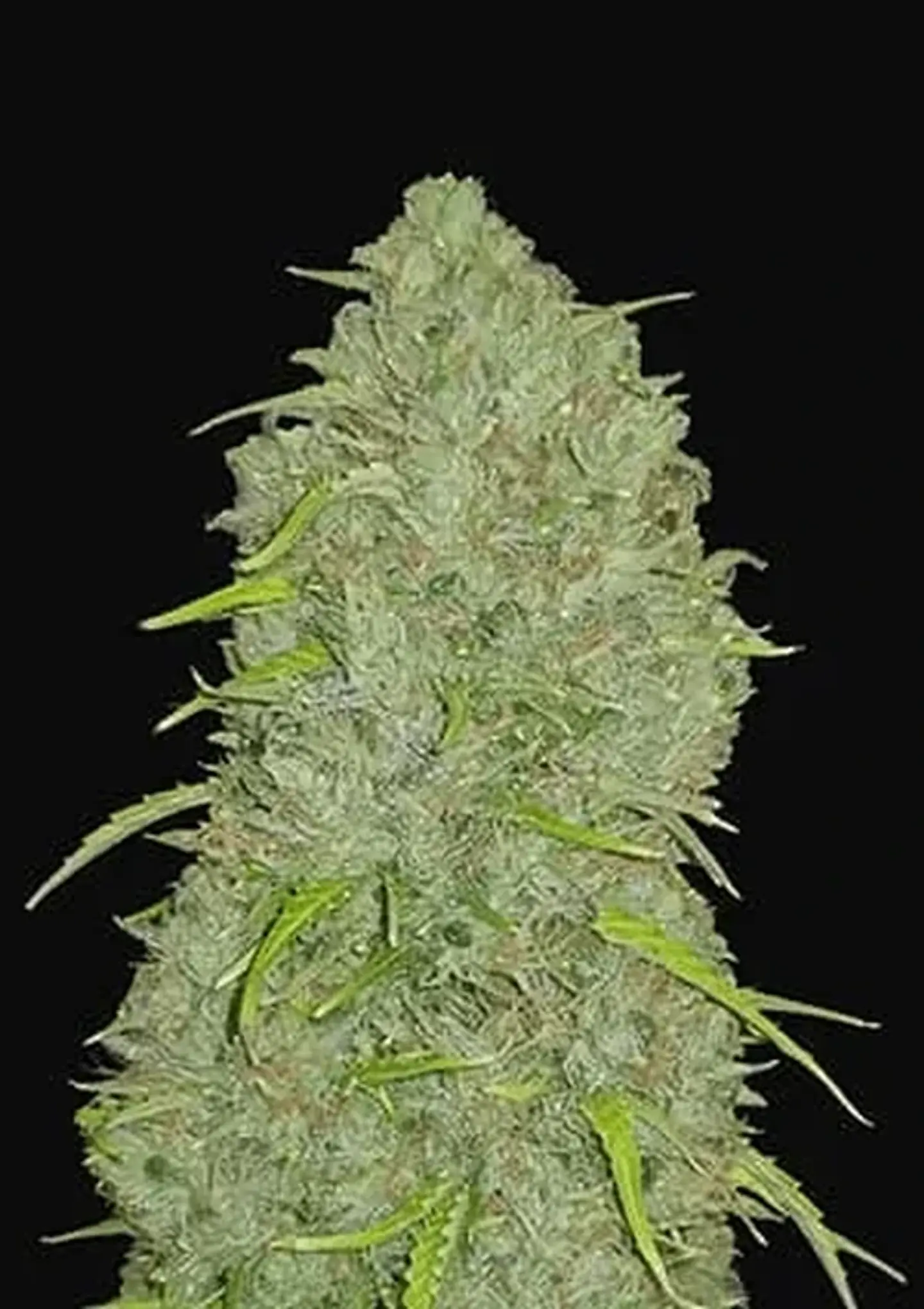 Original Jack Herer Auto -Fast Buds (X3/X1) 1