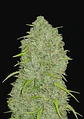 Original Jack Herer Auto -Fast Buds (X3/X1) - Miniatura 1