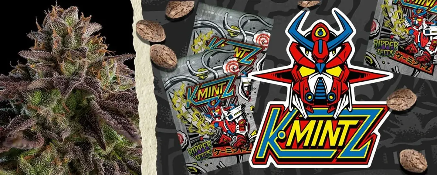 Kmintz Fem X3-Ripper Seeds 3
