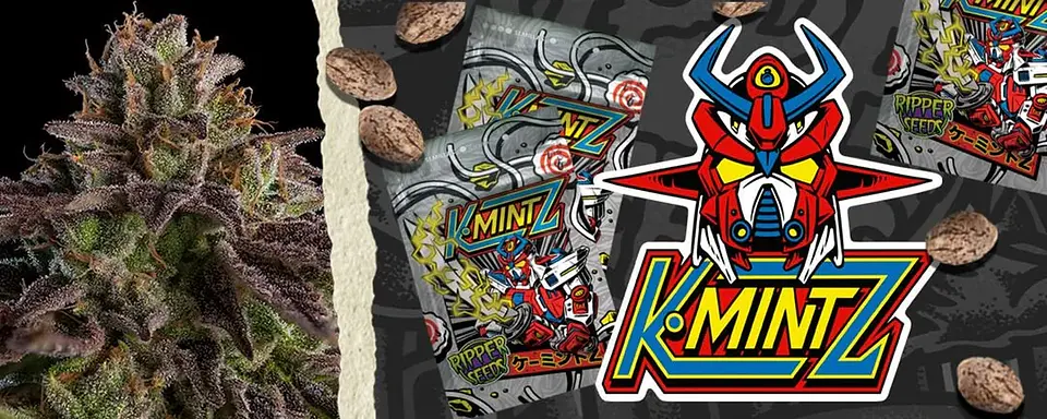 Kmintz Fem X3-Ripper Seeds 3