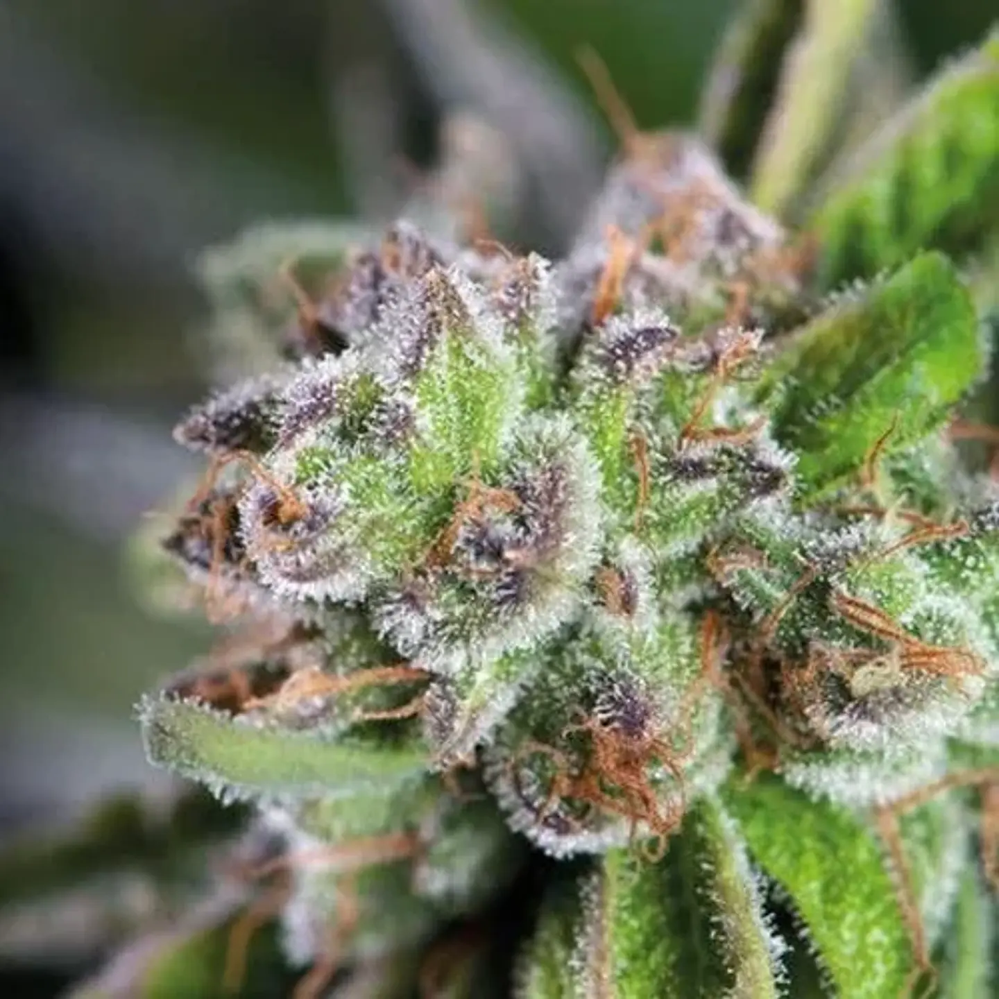 Watermelon Zkittez Fem -Pyramid Seeds (X5+2/X3+1/X1) 3