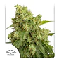 Xtreme Auto X3-Dutch Passion - Miniatura 2