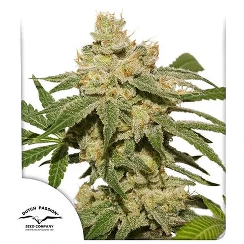 Oh My Gusher Auto -Dutch Passion X3+1