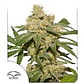 Oh My Gusher Auto -Dutch Passion X3+1 - Miniatura 2