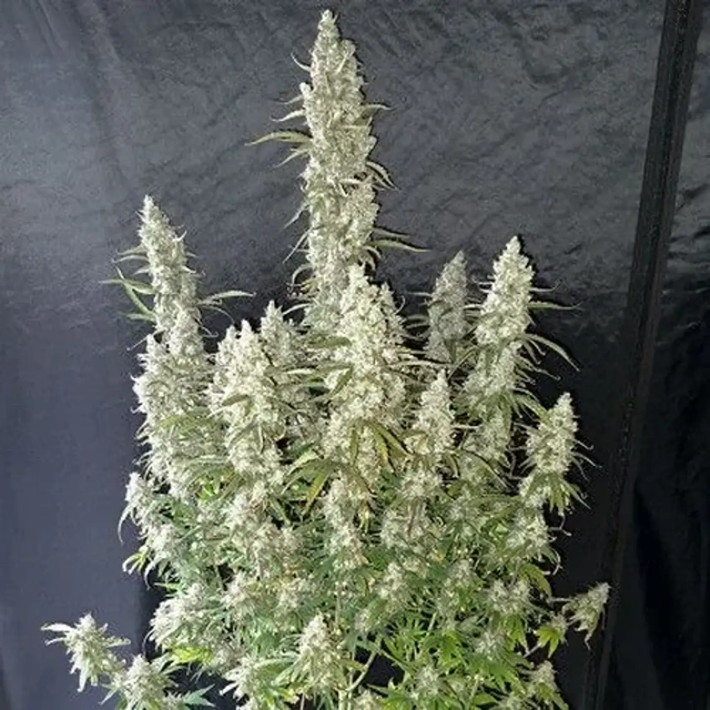 Oh My Gusher Auto -Dutch Passion X3+1 3