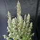 Oh My Gusher Auto -Dutch Passion X3+1 - Miniatura 3