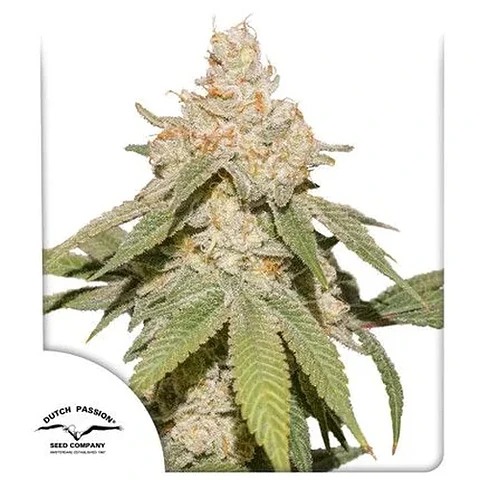 Sfv Og Auto X3-Dutch Passion