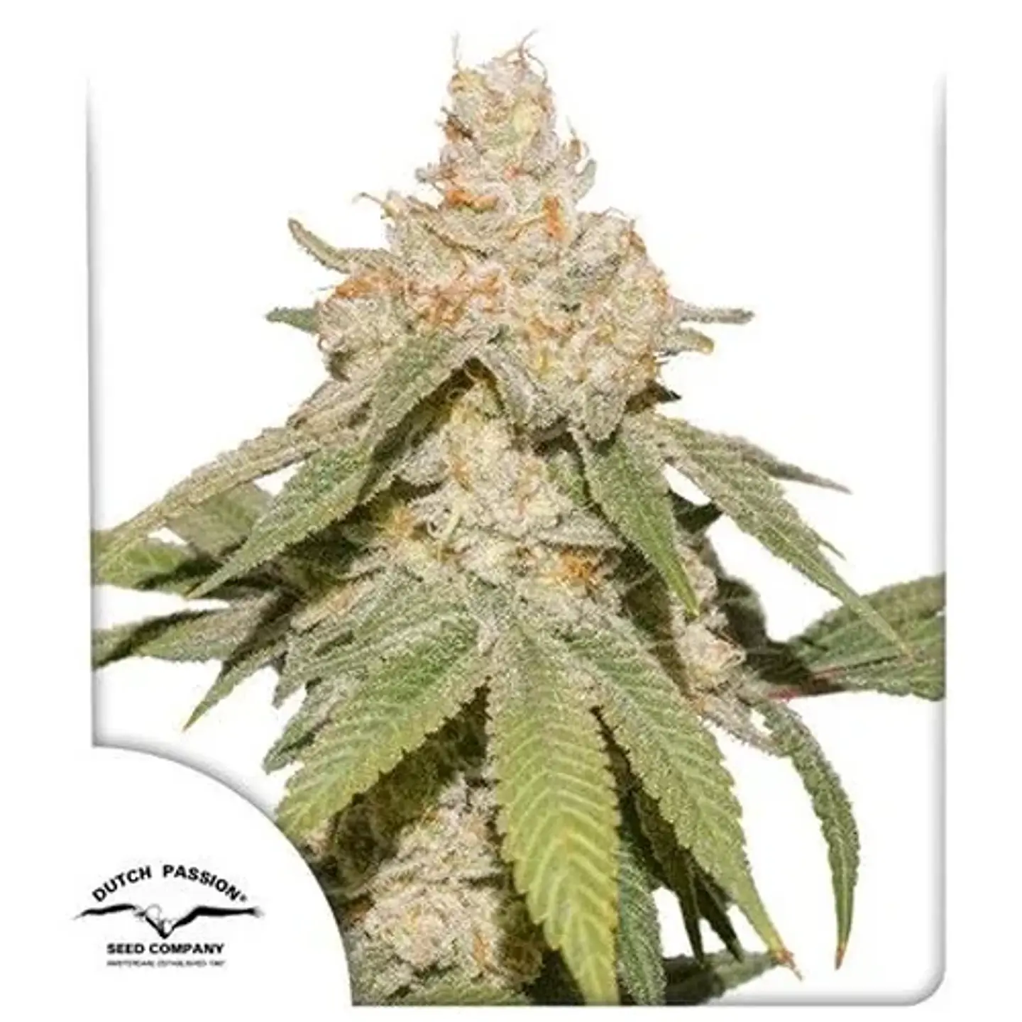Sfv Og Auto X3-Dutch Passion 1