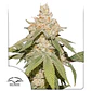 Sfv Og Auto X3-Dutch Passion - Miniatura 1