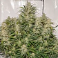 Sfv Og Auto X3-Dutch Passion - Miniatura 3