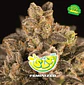 Super Lemon Haze Fem -Bsf (X100/X12/X4/X2) - Miniatura 5