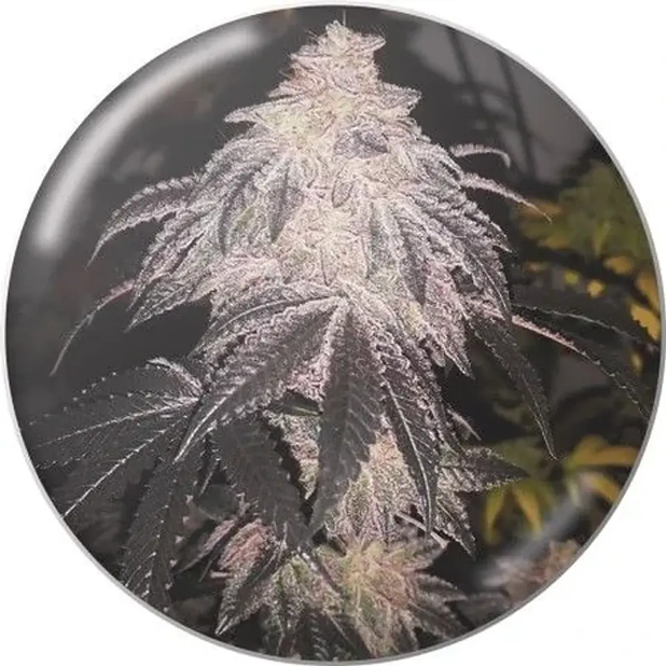 Cookies Sherbet Auto X3+2-Medical Seeds 1