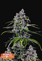 Purple Lemonade FF -Fast Buds(X1/X3+2/X5+3) - Miniatura 1
