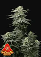 Gg4 Sherbet Ff  -Fast Buds (X1/X3+2/X5+3) - Miniatura 1