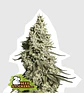 Moby Dick Auto -Seedstockers (X100/X3) - Miniatura 1