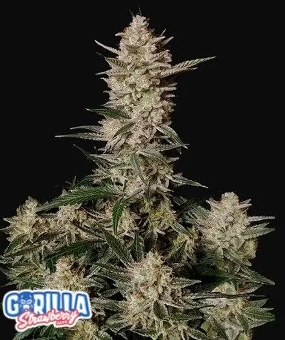 Strawberry Gorilla Auto -Fast Buds (X3/X1) 1
