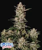 Strawberry Gorilla Auto -Fast Buds (X3/X1) - Miniatura 2