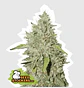 Northern Lights Auto -Seedstockers (X100/X3) - Miniatura 1