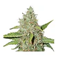 Northern Lights Auto -Seedstockers (X100/X3) - Miniatura 2