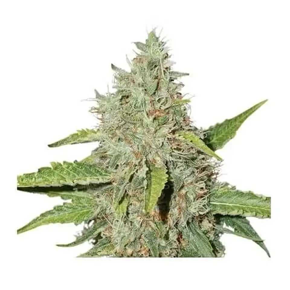 Northern Lights Auto -Seedstockers (X100/X3) 2