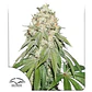 Banana Blaze Auto -Dutch Passion (X100/X25/X7/X3+1) - Miniatura 2