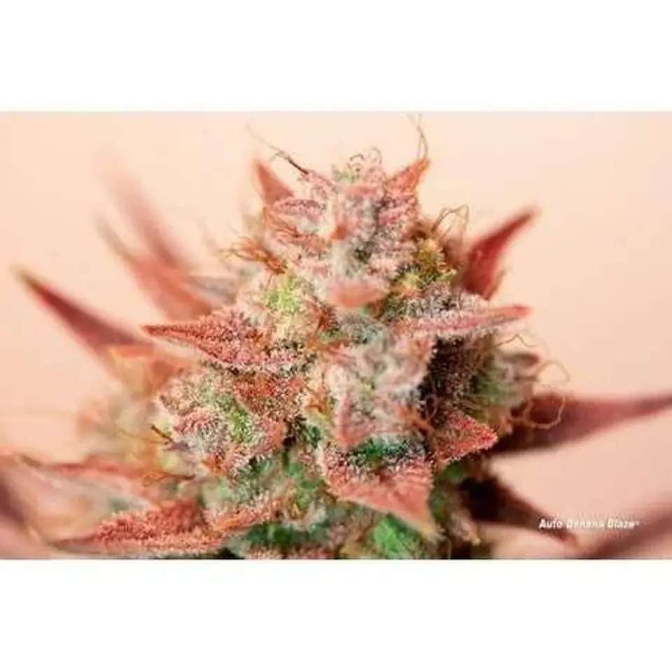 Banana Blaze Auto -Dutch Passion (X100/X25/X7/X3+1) 4