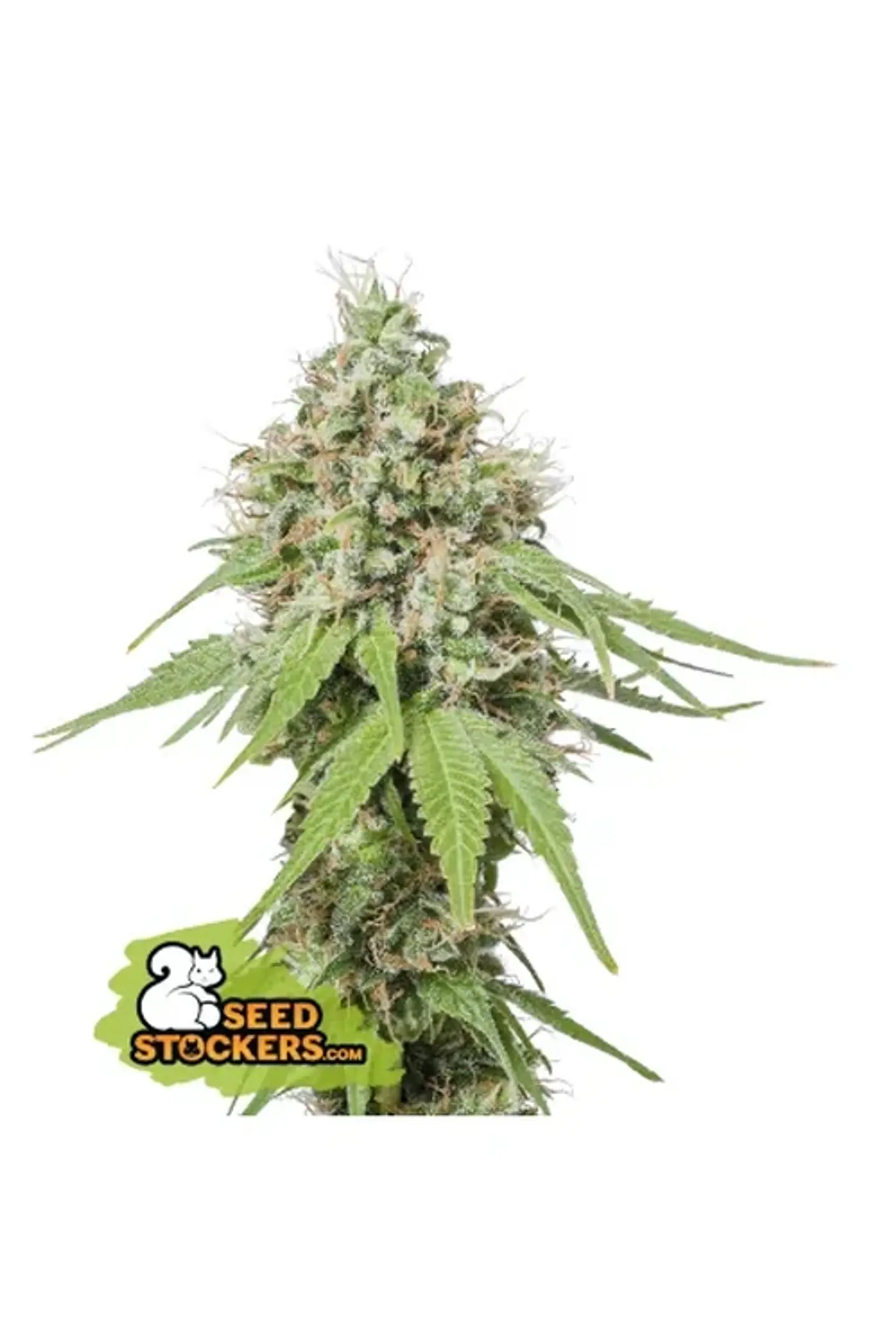 Ak420 Fem -Seedstockers (X100/X3+2/X3) 3