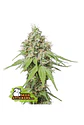 Ak420 Fem -Seedstockers (X100/X3+2/X3) - Miniatura 3