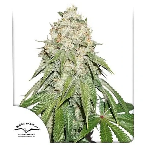 Banana Blaze Fem -Dutch Passion (X100/X25/X3+1)