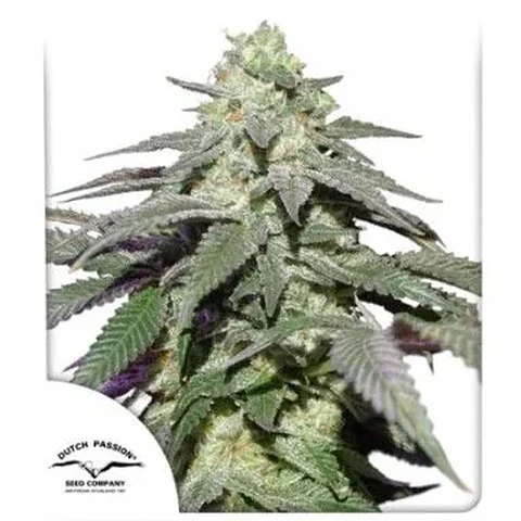 Skywalker Haze Auto -Dutch Passion (X100/X25/X3+1)
