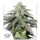 Skywalker Haze Auto -Dutch Passion (X100/X25/X3+1) - Miniatura 1