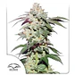 Skywalker Haze Auto -Dutch Passion (X100/X25/X3+1) - Miniatura 3