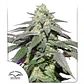 Skywalker Haze Auto -Dutch Passion (X100/X25/X3+1) - Miniatura 4