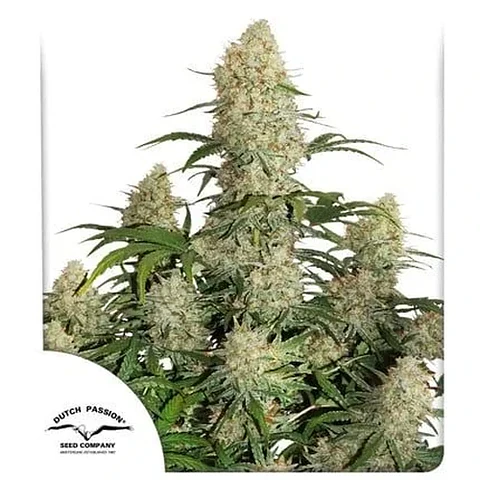 Critical Orange Punch Fem -Dutch Passion (X100/X25/X3+1)