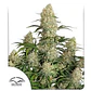 Critical Orange Punch Fem -Dutch Passion (X100/X25/X3+1) - Miniatura 2
