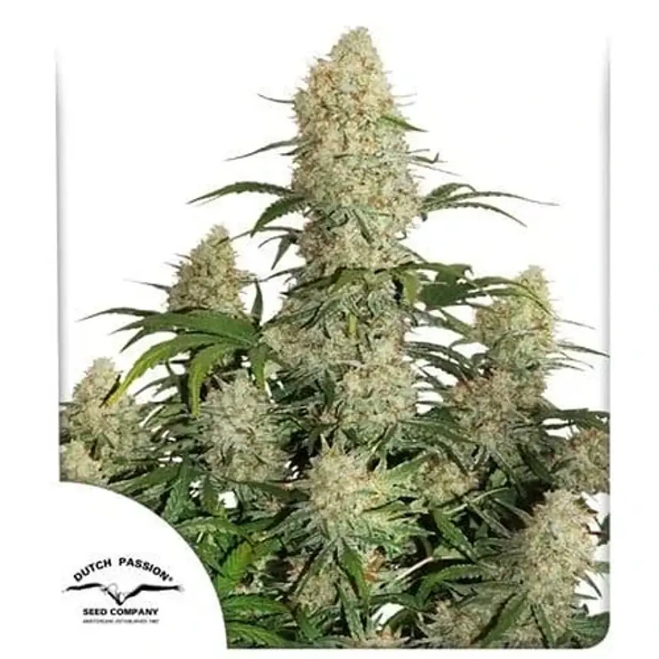Critical Orange Punch Fem -Dutch Passion (X100/X25/X3+1) 2