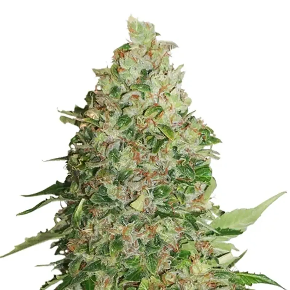 Bcn Critical Fem X3-Seedstockers 1
