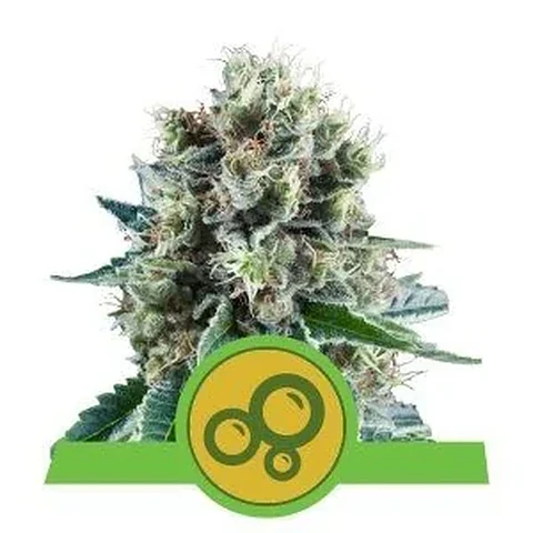 Bubble Kush Auto -Royal Queen Seeds (X10/X3/X1)