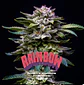 Gorilla Rainbows Fem -Bsf (X12/X7/X4/X2) - Miniatura 5