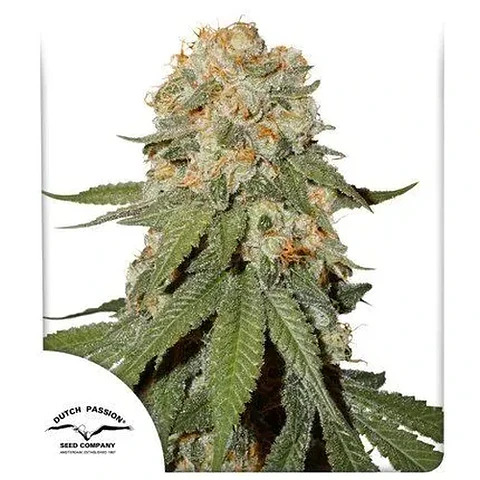 Orange Bud Fem -Dutch Passion (X100/X25/X3+1)