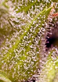 Sweet Cherry Pie Fem® -Sweet Seeds (X5+2/X3+1) - Miniatura 3