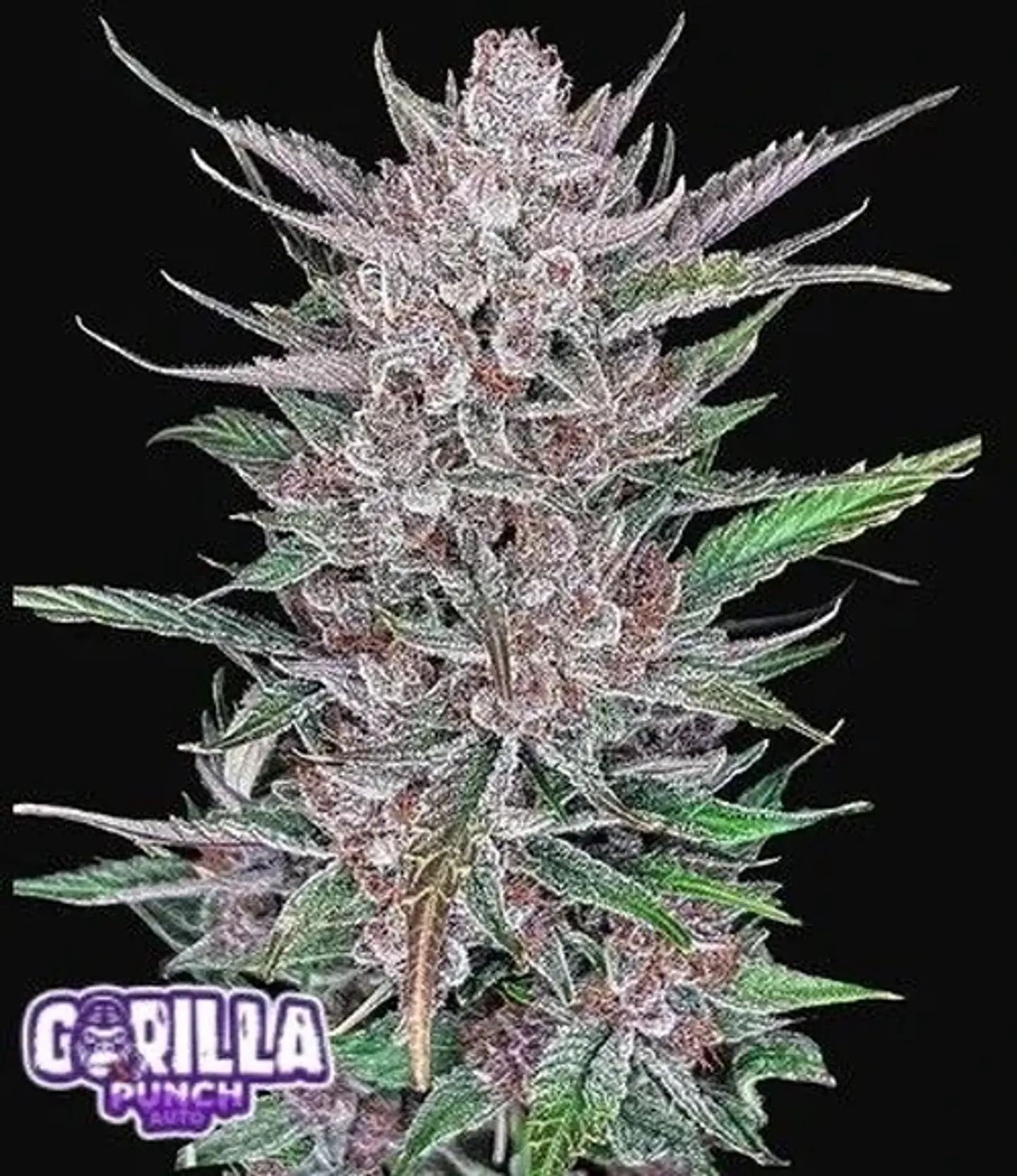 Gorilla Punch Auto -Fast Buds (X3/X1) 1
