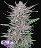 Gorilla Punch Auto -Fast Buds (X3/X1) - Miniatura 2