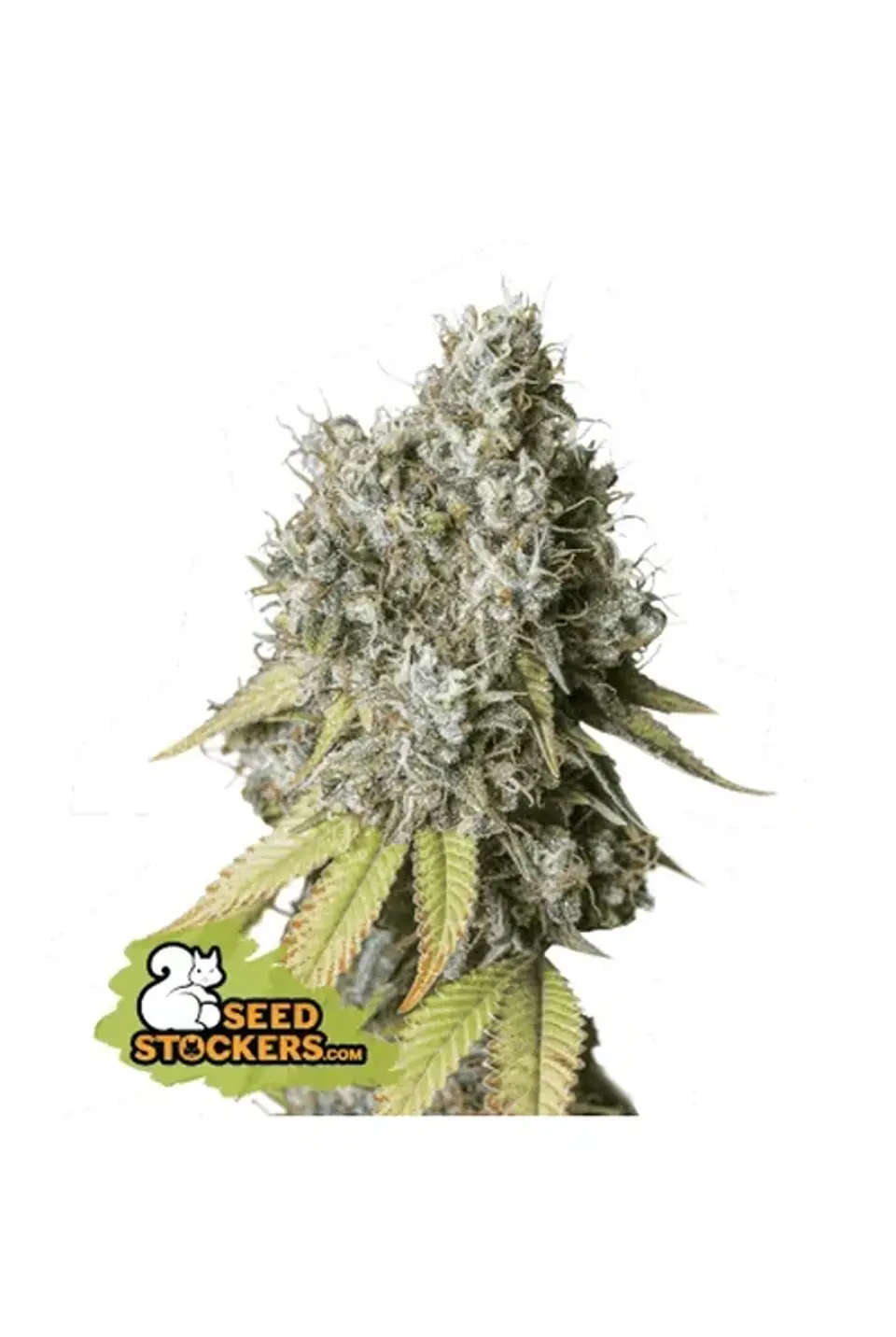 Bruce Banner Auto X3-Seedstockers 1