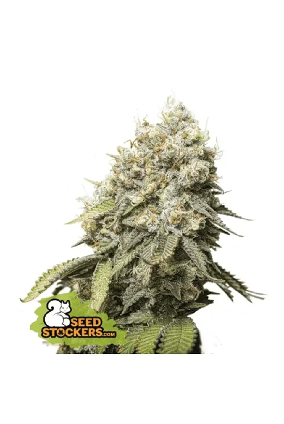Bruce Banner Fem X3-Seedstockers 1