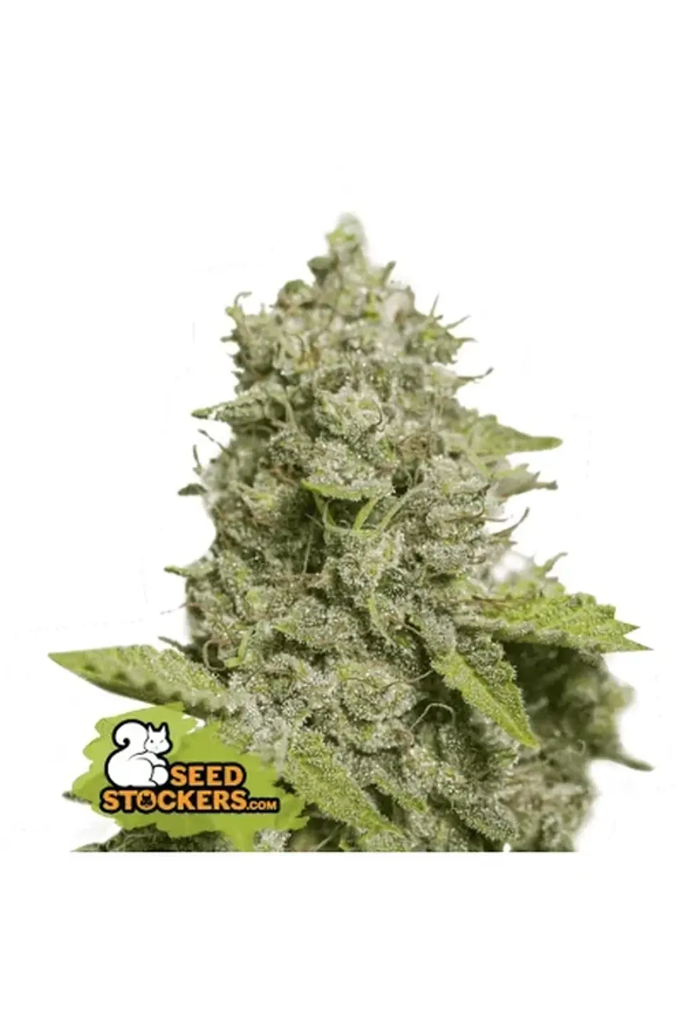Cbd Critical Xxl Auto X3-Seedstockers 1