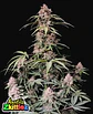 Amnesia Zkittlez Auto -Fast Buds (X3/X1) - Miniatura 2