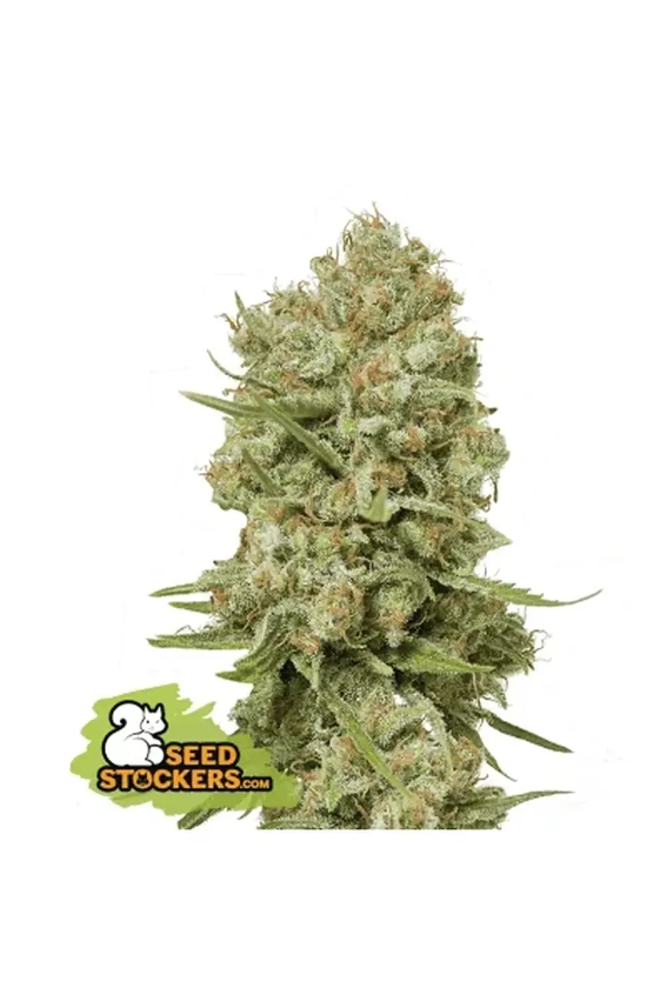 Green Crack Fem X3-Seedstockers 1
