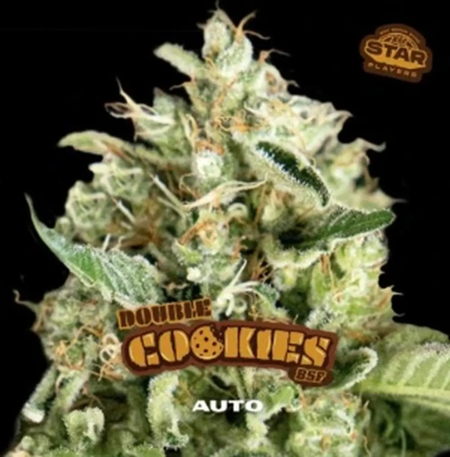 Double Cookies Sp Auto -Bsf (X12/X7/X4/X2) 4